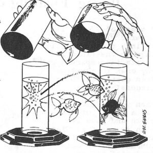 Flying Fish Instructions